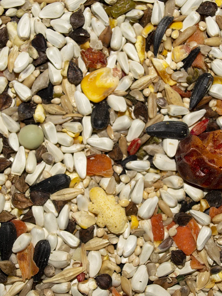 Avian Science Super Parrotlet - Image 4