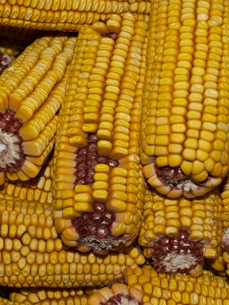 Corn On The Cob - Image 2