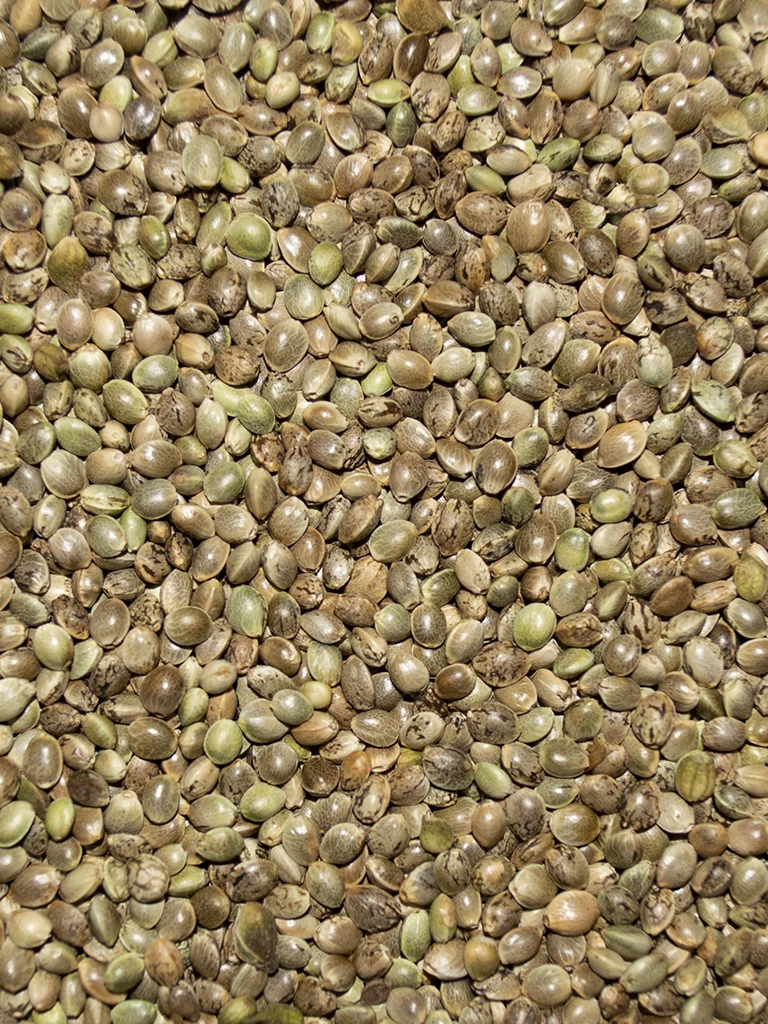 Hemp Seed - Image 2