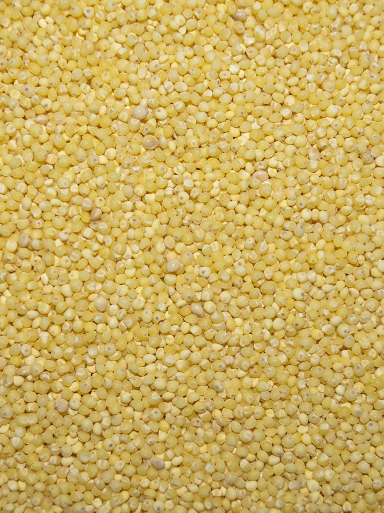Hulled Millet - Image 2