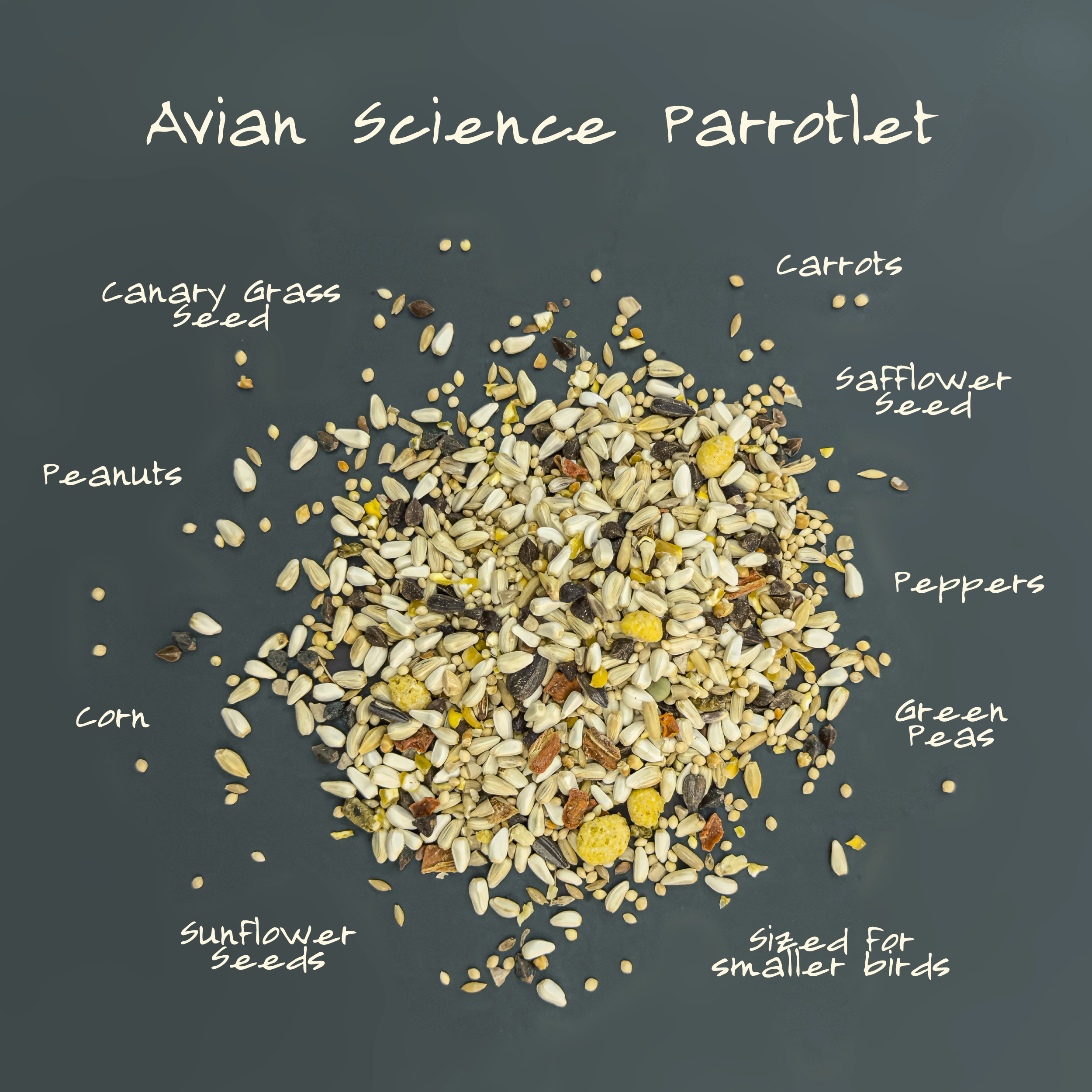 Avian Science Super Parrotlet - Image 5