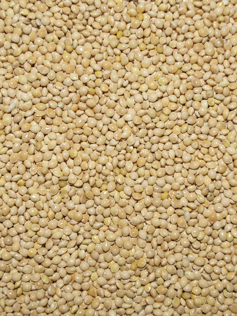 White Proso Millet - Image 3