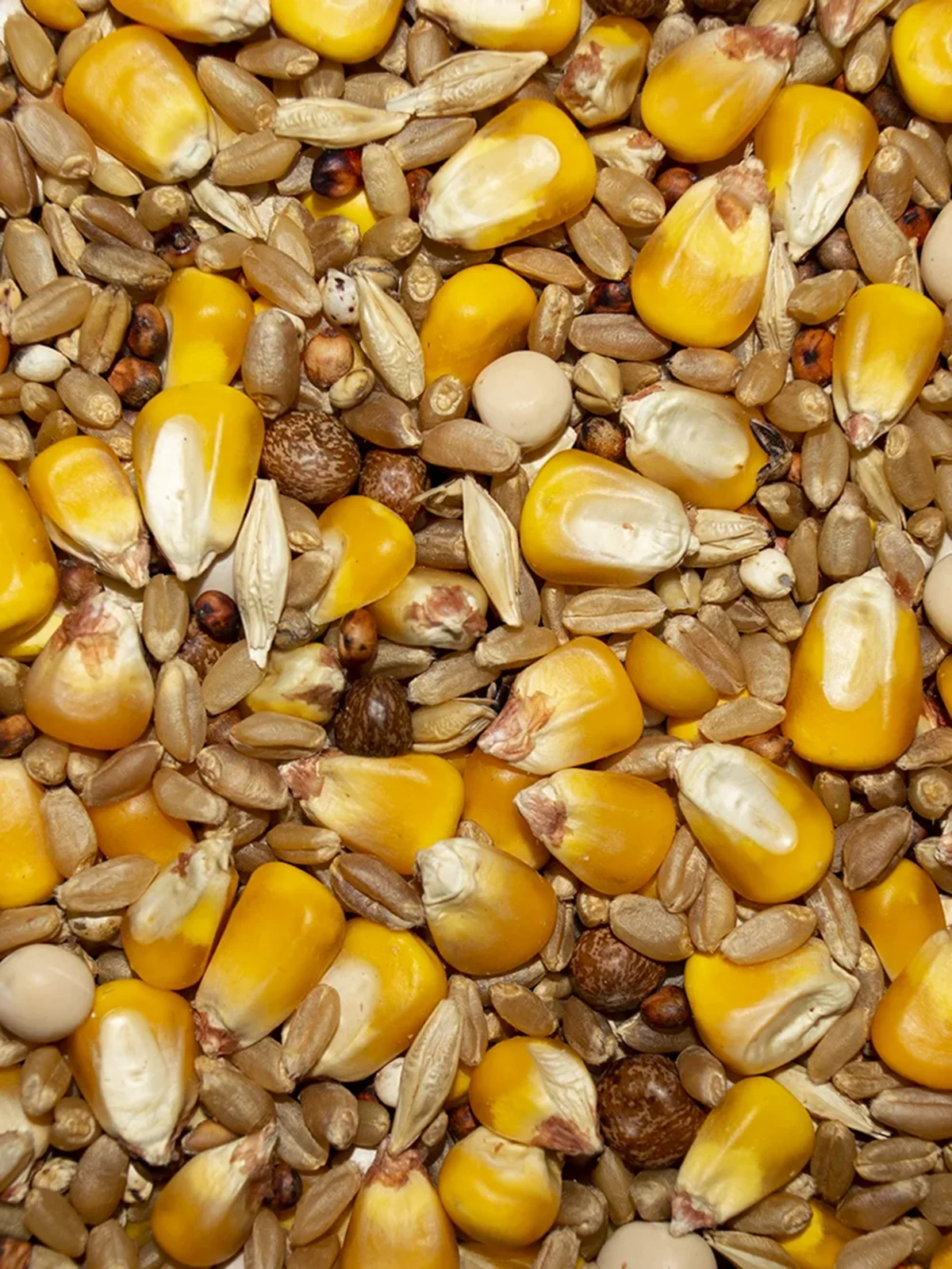 Winner's Cup 11% Economy with Whole Corn - Image 2