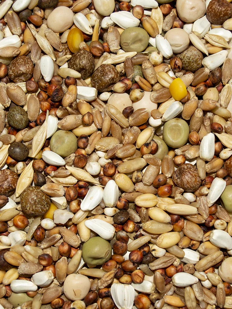 Winner's Cup 15.5% No Corn - Image 2